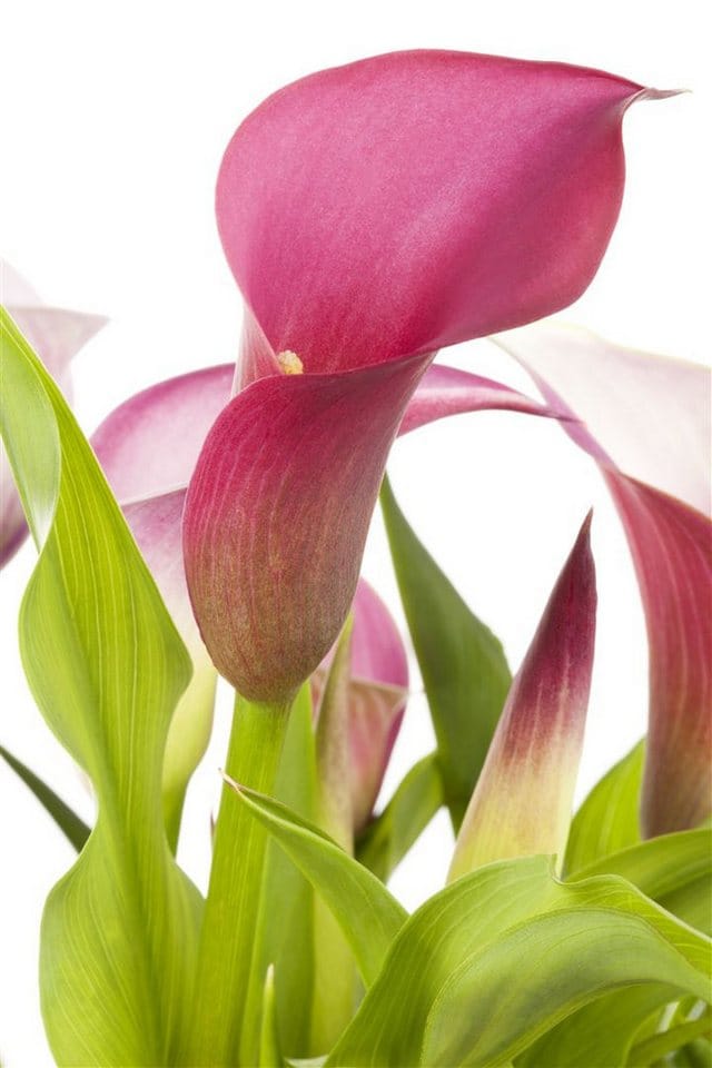 Zantedeschia Aethiopica Calla Ca. 9x9 cm Topf