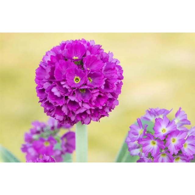 Primula Denticulata Kugelprimel Rubin Ca 9x9 cm Topf