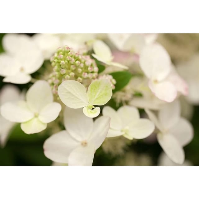 Hydrangea Paniculata Rispenhortensie Magical Fire R 40-60 cm