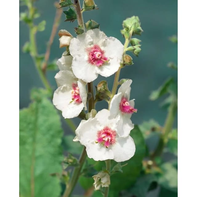 Verbascum X Cult.'White Domino' Königskerze Ca. 11x11 cm Topf