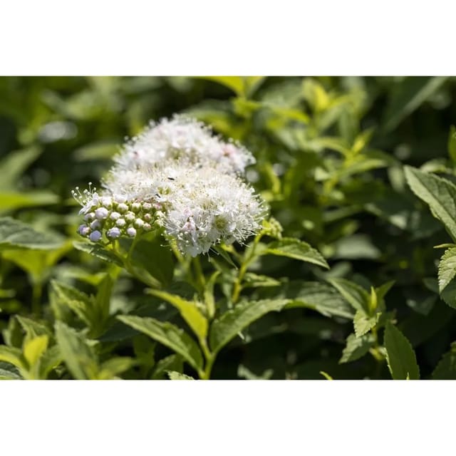 Spiraea Japonica Albiflora Japanische Strauchspiere 20-30 cm