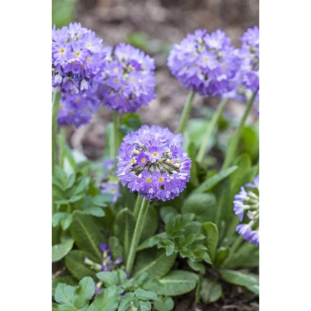 Primula Denticulata Kugelprimel Ca. 9x9 cm Topf