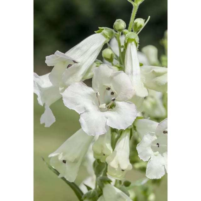 Penstemon X Cult.'White Bedder' Bartfaden Ca. 11x11 cm Topf
