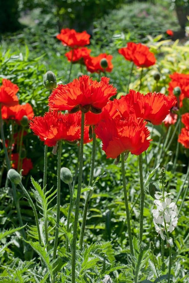 Papaver Orientale Türkischer Mohn Rembrandt Ca 9x9 cm Topf