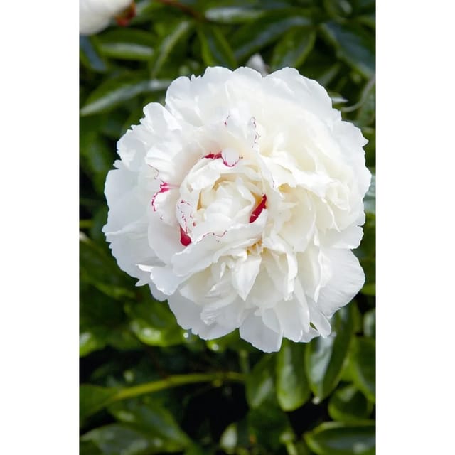 Paeonia Lactiflora Pfingstrose Avalanche 2-3 Liter Container