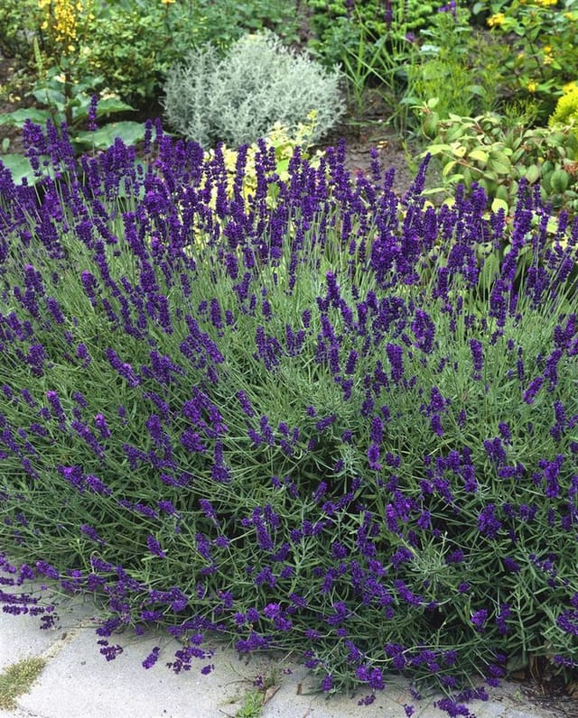 Lavandula Angustifolia Echter Lavendel Siesta Ca 9x9 cm Topf