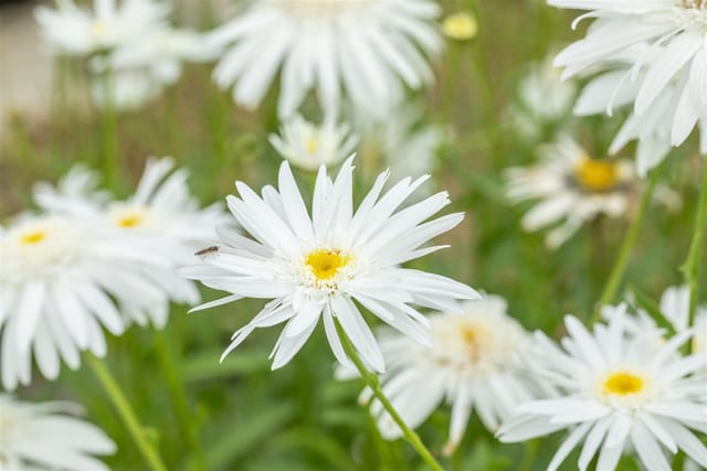 Leucanthemum X Superbum Wirral Supreme Margerite Ca 9x9 cm Topf