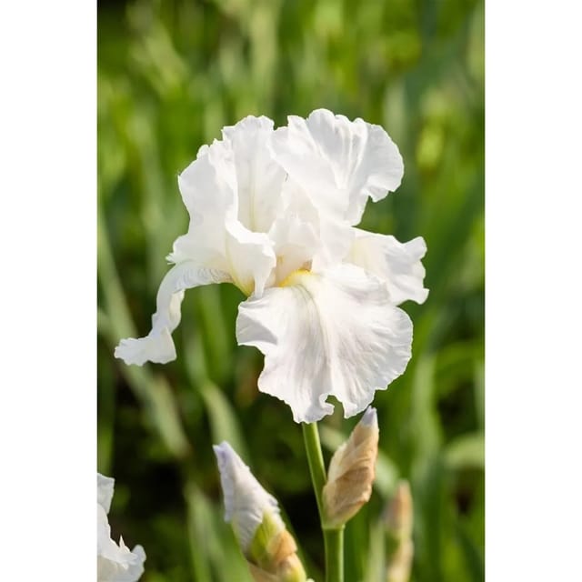 Iris X Barb.-Elat.'Immortality' Schwertlilie Ca. 11x11 cm Topf