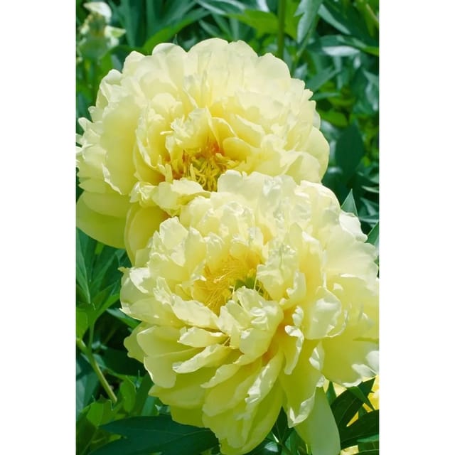 Paeonia Bartzella Pfingstrose 5-7,5 Liter Container