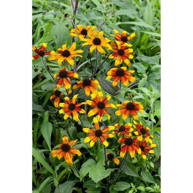 Rudbeckia Triloba Sonnenhut Ca. 9x9 cm Topf