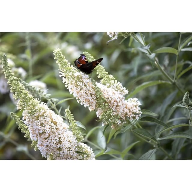 Buddleja Davidii Schmetterlingsstrauch Nanho White 60-80 cm
