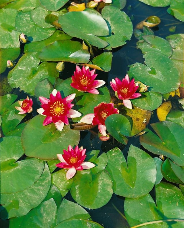 Nymphaea X Cult.'attraction' Seerose Ca. 11x11 cm Topf