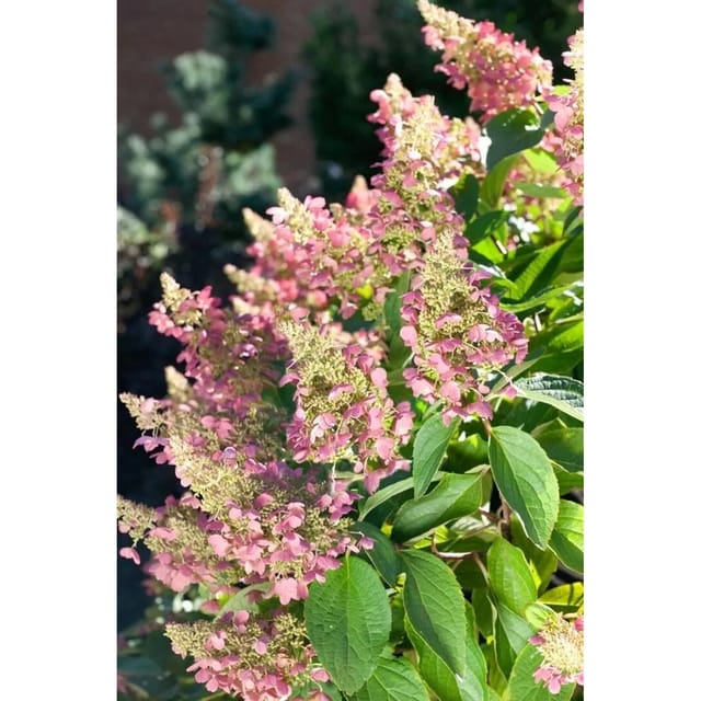 Hydrangea Paniculata Rispenhortensie Pink Lady 40-60 cm