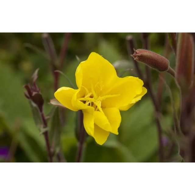 Oenothera Odorata Nachtkerze Ca. 9x9 cm Topf