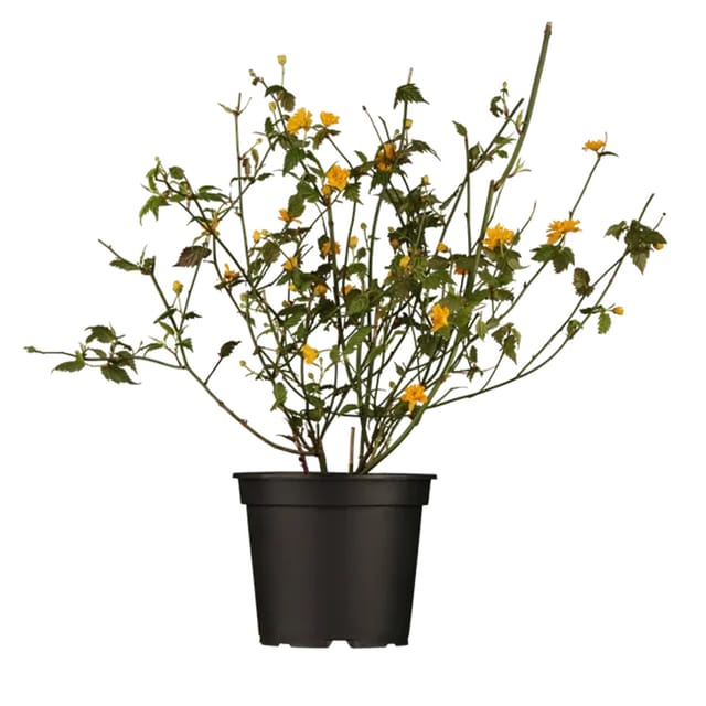Kerria Japonica Ranunkelstrauch 40-60 cm