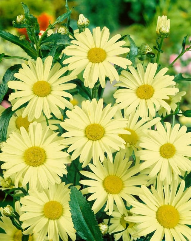 Leucanthemum X Superbum Margerite Ca. 9x9 cm Topf