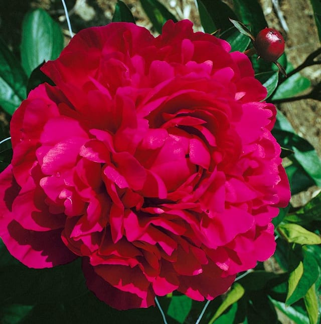 Paeonia Lactiflora Pfingstrose Kansas Ca. 11x11 cm Topf