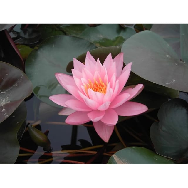 Nymphaea Odorata Seerose Ca. 11x11 cm Topf