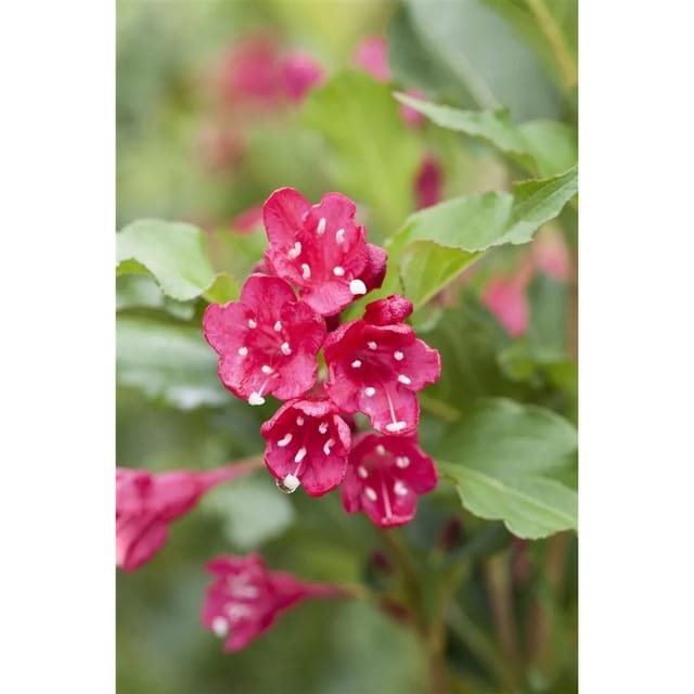 Weigela Red Prince Weigelie 100-125 cm
