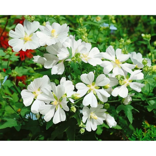 Lavatera X Olbia Strauchpappel White Angel Ca 11x11 cm Topf