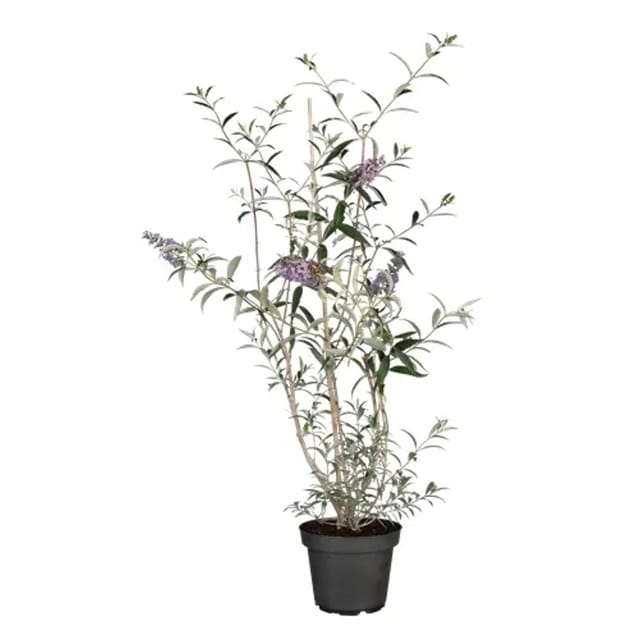 Buddleja Davidii Schmetterlingsstrauch Nanho Blue 40-60 cm