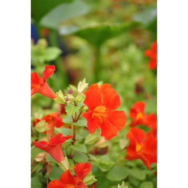 Mimulus Cupreus Gauklerblume Roter Kaiser Ca 9x9 cm Topf