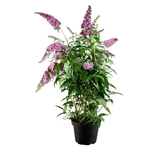 Buddleja Davidii Schmetterlingsstrauch Pink Delight 60-100 cm