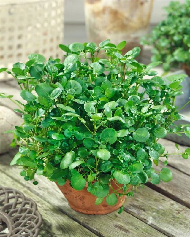 Nasturtium Officinale Brunnenkresse Ca. 9x9 cm Topf