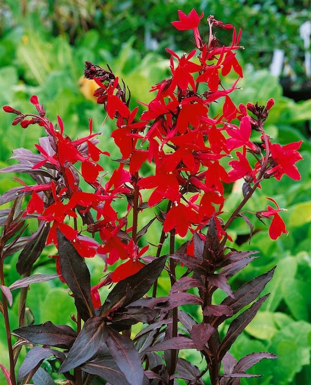 Lobelia Splendens Kardinalslobelie Ca. 9x9 cm Topf