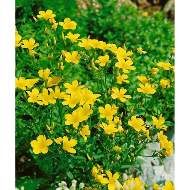 Linum Flavum Gold-Lein Gen Ca 9x9 cm Topf