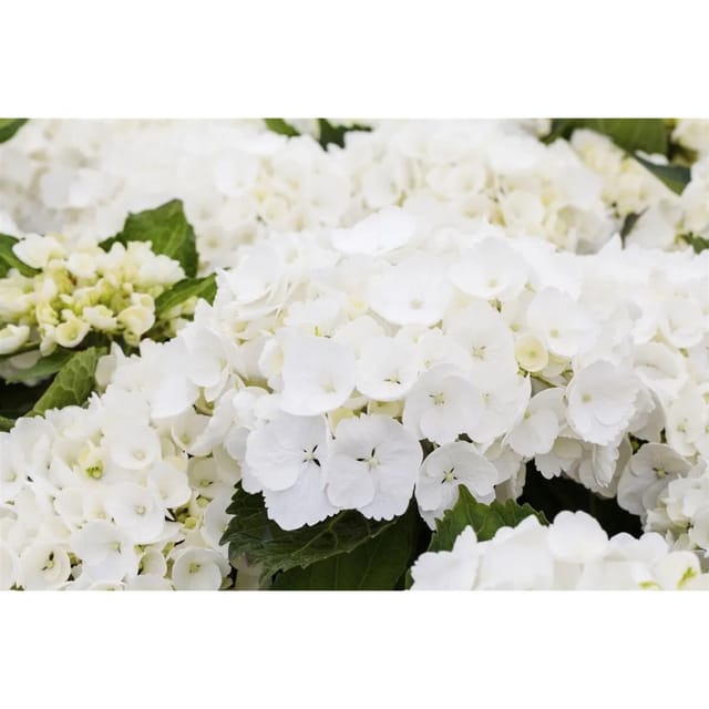 Hydrangea Macrophylla Bauernhortensie First White 40-50 cm