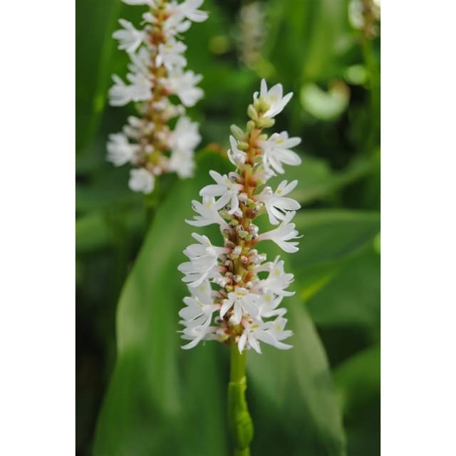 Pontederia Cordata Hechtkraut Alba Ca. 9x9 cm Topf