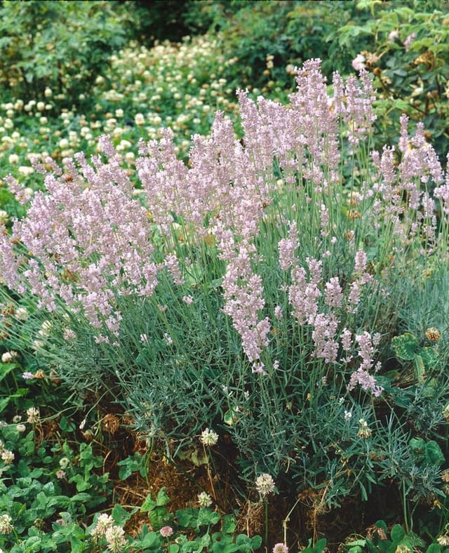 Lavandula Angustifolia Echter Lavendel Rosea Ca 9x9 cm Topf
