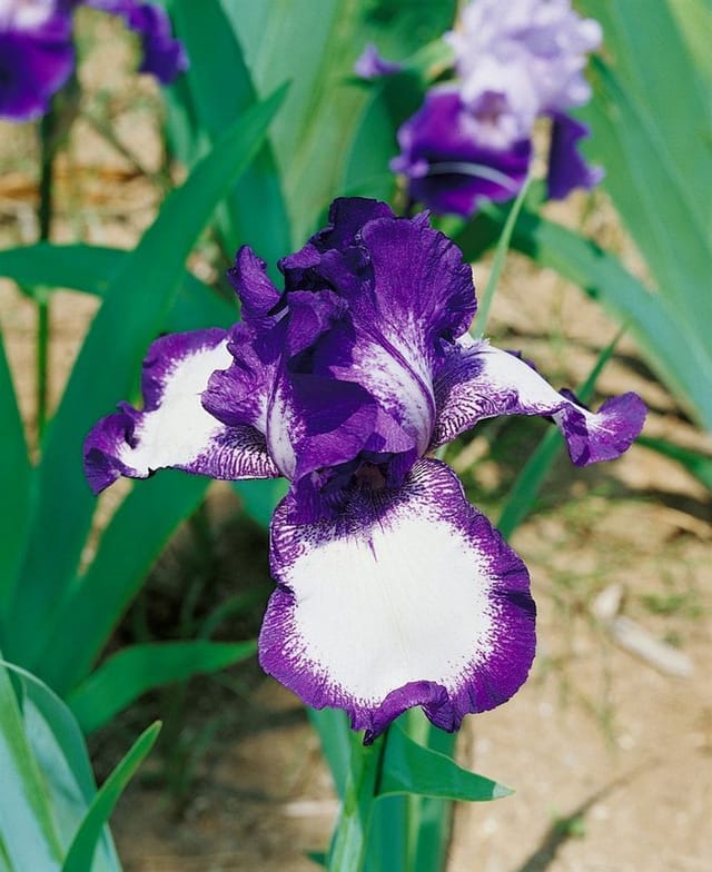 Iris X Barb.-Elat.'Going My Way' Schwertlilie Ca. 11x11 cm Topf
