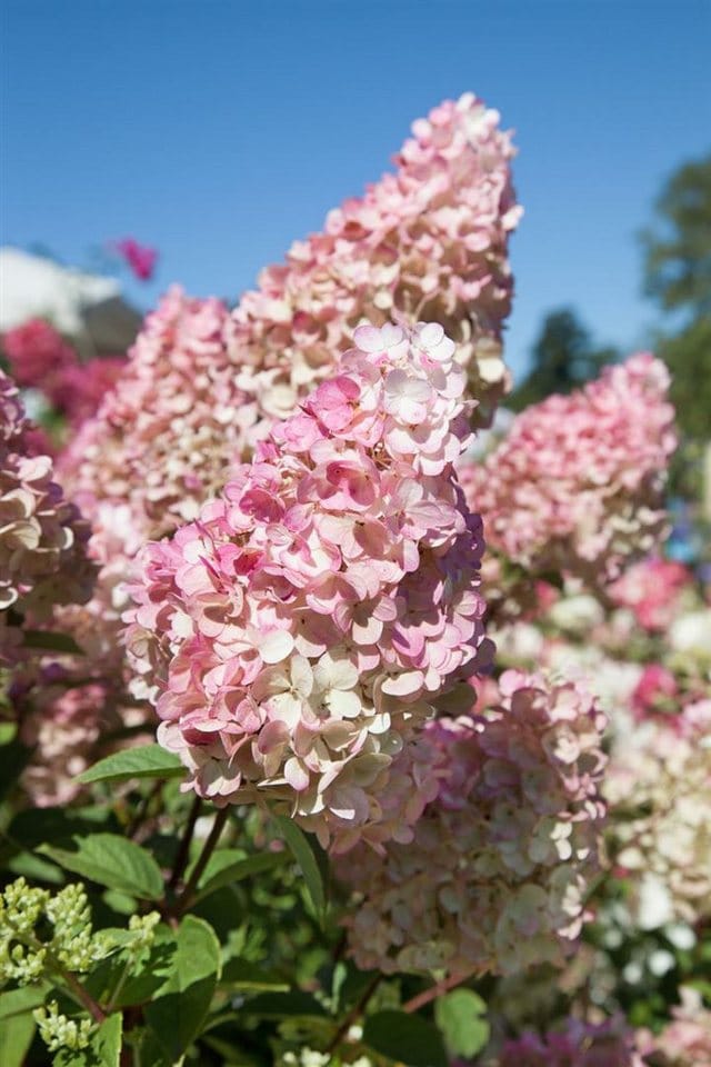 Hydrangea Paniculata Rispenhortensie Sundae Fraise R 40-60 cm