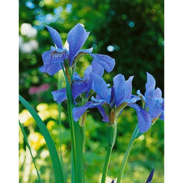 Iris Sibirica Sibirische Schwertlilie Blue King Ca 11x11 cm Topf