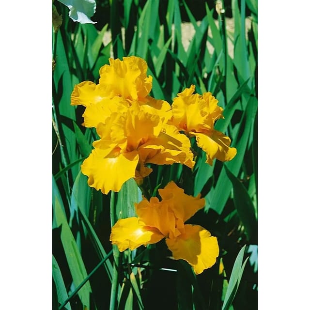 Iris X Barb.-Elat. Goldfackel Schwertlilie Ca. 11x11 cm Topf