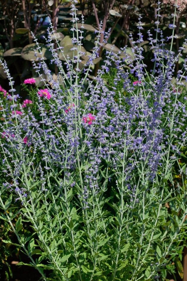 Perovskia Atriplicifolia Blauraute Little Spire 40-60 cm
