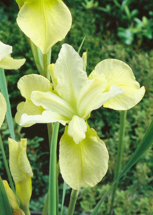 Iris Sibirica Sibirische Schwertlilie Butter And Sugar Ca 9x9 cm Topf