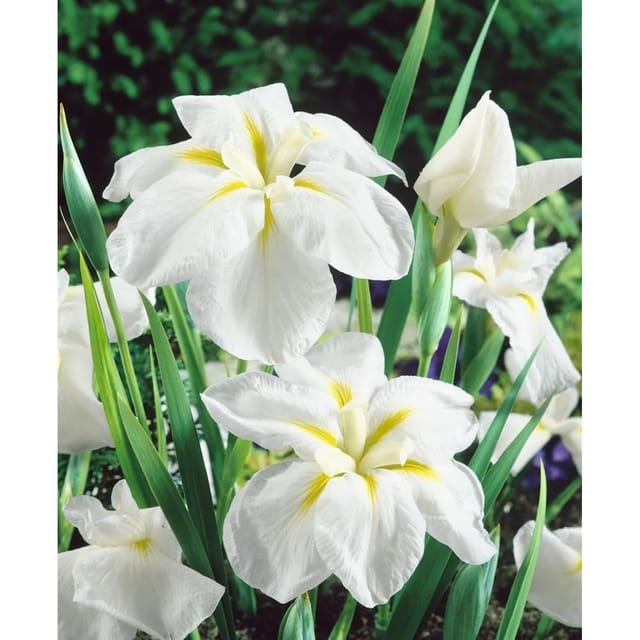 Iris Ensata Japanische Sumpf-Schwertlilie White Ladies Ca. 11x11 cm Topf