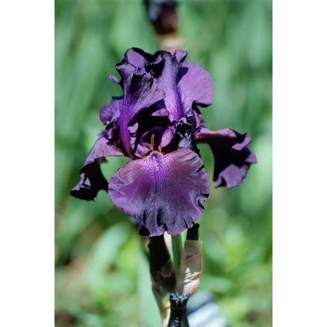 Iris X Barb.-Elat.'Superstition' Schwertlilie Ca. 11x11 cm Topf