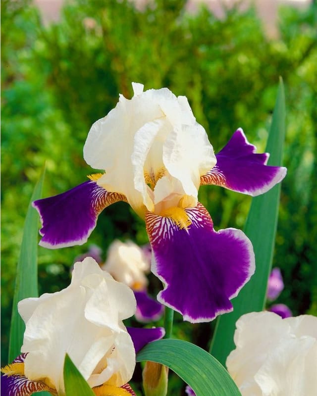 Iris X Barb.-Elat.'Wabash' Schwertlilie Ca. 11x11 cm Topf