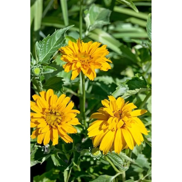 Heliopsis Scabra Sonnenauge Gen Ca 11x11 cm Topf