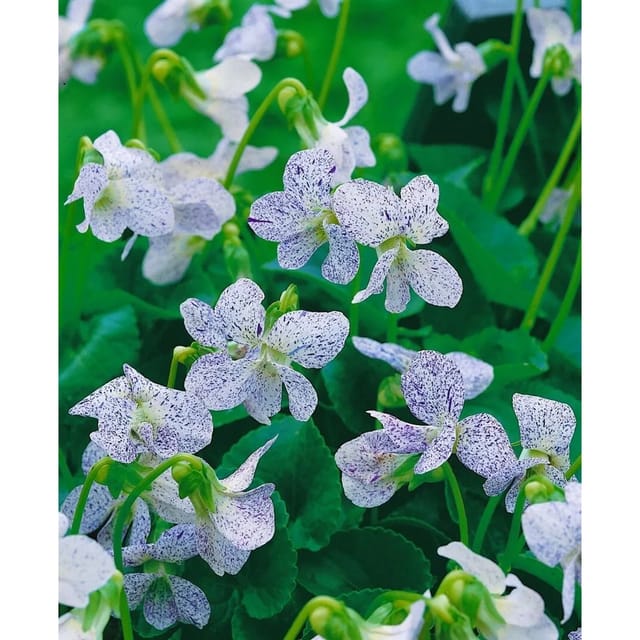 Viola Sororia Freckles Wiesenveilchen Ca 9x9 cm Topf
