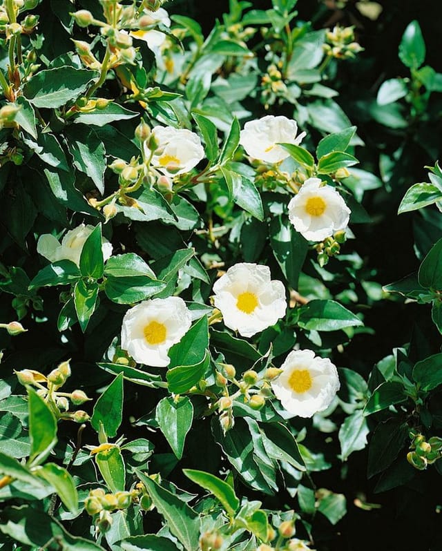 Cistus Laurifolius Lorbeerblättrige Zistrose Ca. 11x11 cm Topf