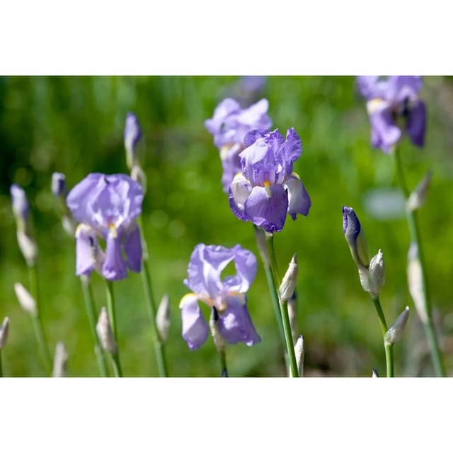 Iris Pallida Ssp.dalmatica Dalmatinische Schwertlilie Ca. 11x11 cm Topf