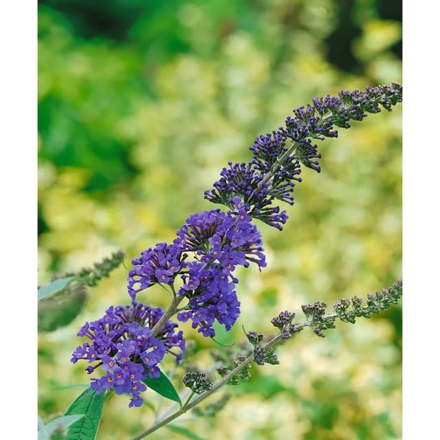 Buddleja Davidii Schmetterlingsstrauch 'Ellen's Blue' 40-60 cm