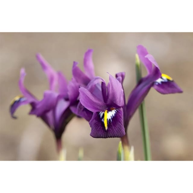Iris Reticulata Netzblattiris Ca. 9x9 cm Topf