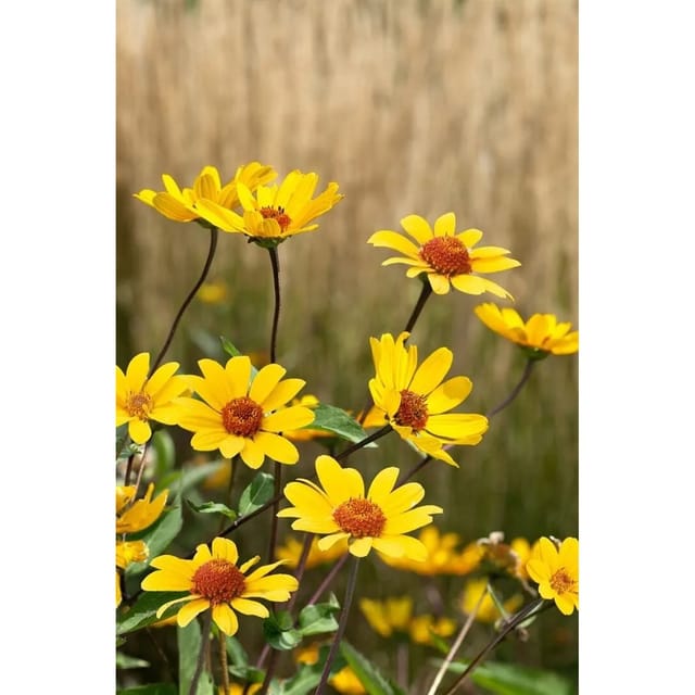Heliopsis Helianthoides Sonnenauge Summer Nights Gen Ca 11x11 cm Topf