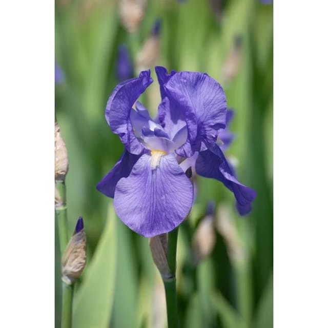 Iris X Barb.-Elat. Schwertlilie Alcazar Ca. 11x11 cm Topf